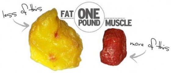 fat-vs-muscle